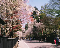 桜まつりのイメージ